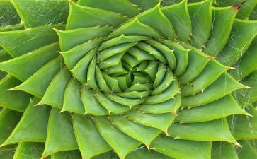 读关于植物的作文模板7篇