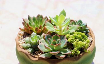 植物的作文200字5篇