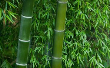 大班竹竿教案6篇